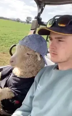 Cruising in the tractor with sheep.