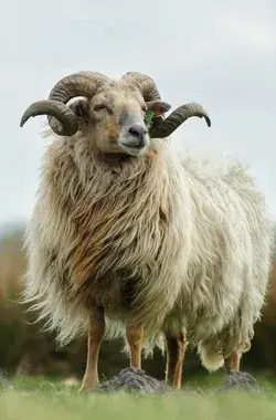 Many Faces of Sheep: Cute, Quirky, and Majestic- Watch Now- Animal Wallpaper Animal Tattoo Aesthetic