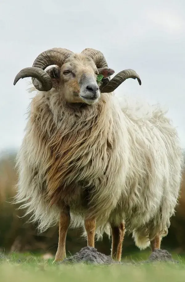 Many Faces of Sheep: Cute, Quirky, and Majestic- Watch Now- Animal Wallpaper Animal Tattoo Aesthetic