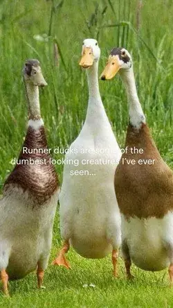 Runner ducks are some of the dumbest looking creatures I’ve ever seen…