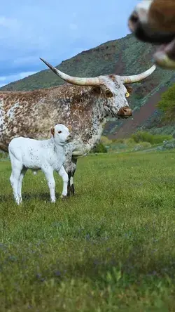 Lovely Longhorns