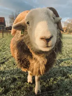 Herdwick Ollie ❤️