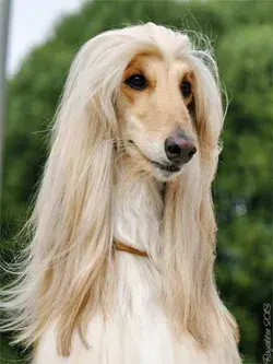 AFGHAN HOUND - The World's Most Gorgious Dog | funny dog videos | very cute dogs haircut style