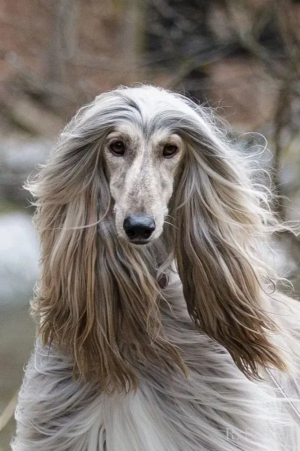 Afghan Hound, Dog Breed