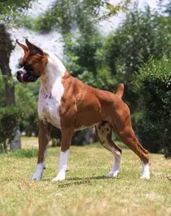 Boxer Beauty