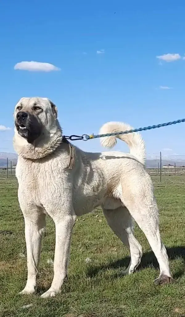 Giant & Powerful Turkish Kangal Shepherd Dog | Large Dog Breeds | Big Dogs Breeds | very cute dogs