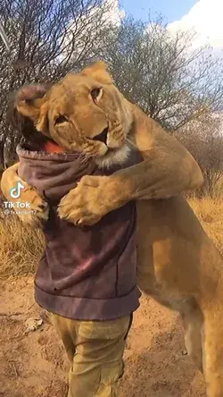 Lion friend