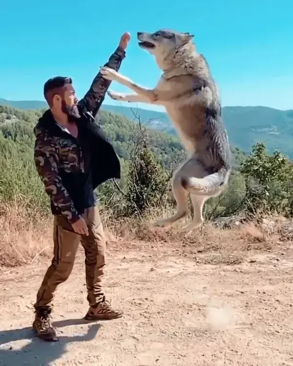 Nice Jump 😍🐺💝