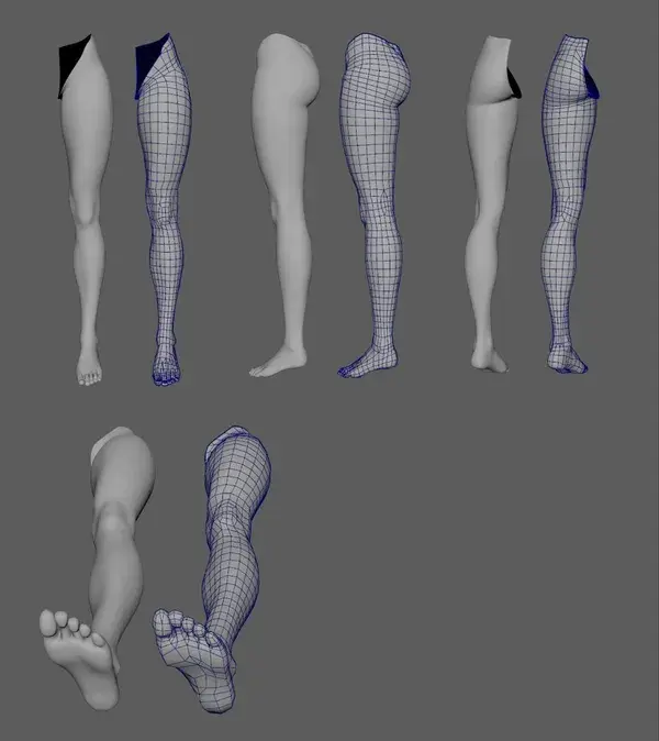 leg anatomy