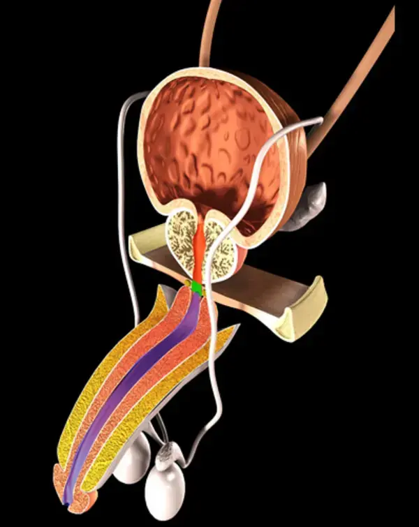 www.auladeanatomia.com