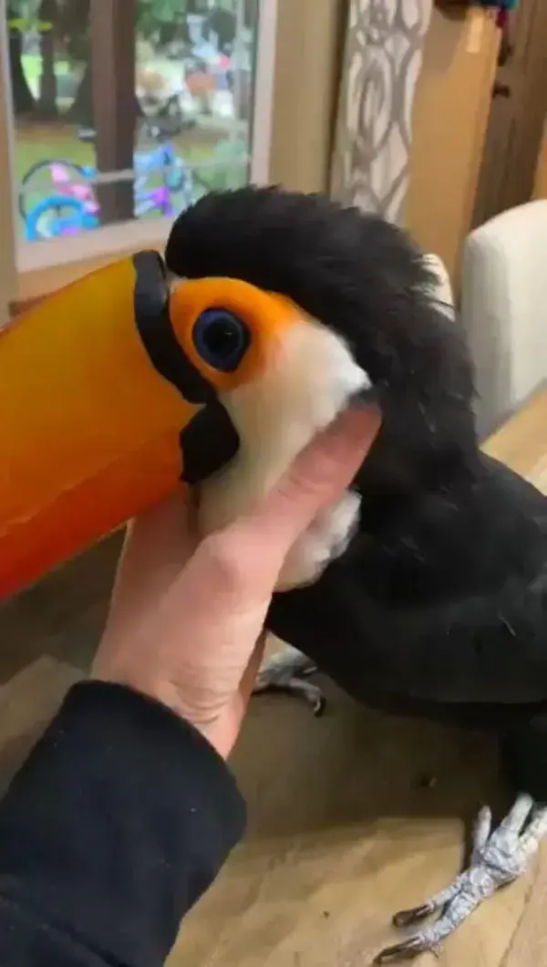 Cute toucan