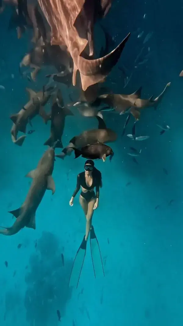 Freediver surrounded by nurse sharks in Maldives