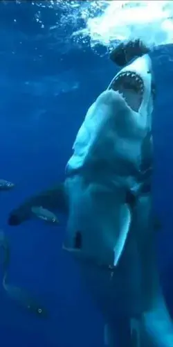 Having a incredible moment with a shark in Oahu, Hawaii