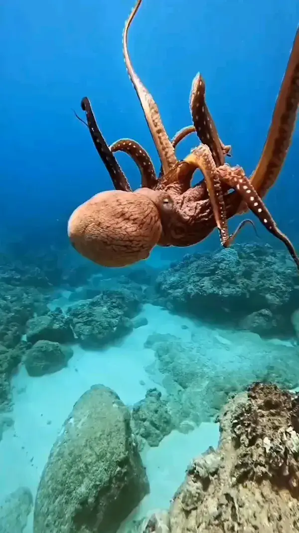 The graceful dance of the octopus looks exactly like this: Ocean