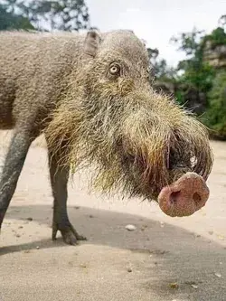 The Bornean Pig also known as “ Bearded Pig “