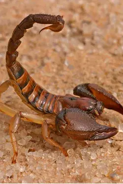 Worried about scorpions?