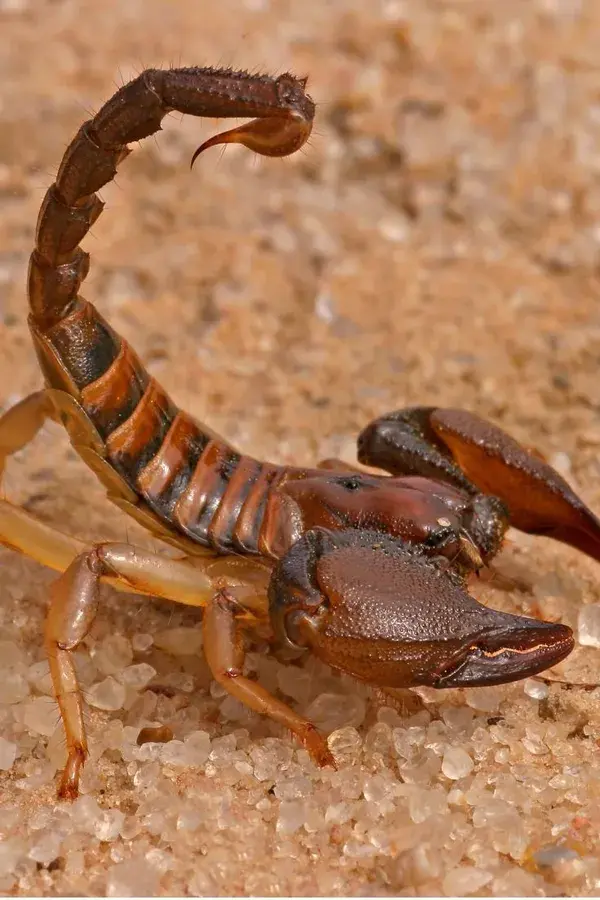 Worried about scorpions?