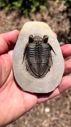 Vajrakreeti - insect which carves (Chakratazhwar, narashimar) inside the salagrama moorthy