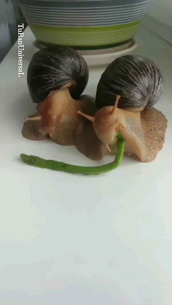 Snail💚😍