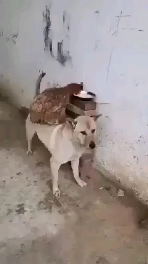 chicken with dog best friend..🤗🤗🤗🤗