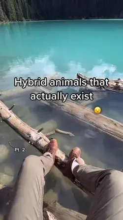 Hybrid Animals Legit Cool ::epicexplorers