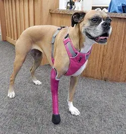 www.mypetsbrace.com