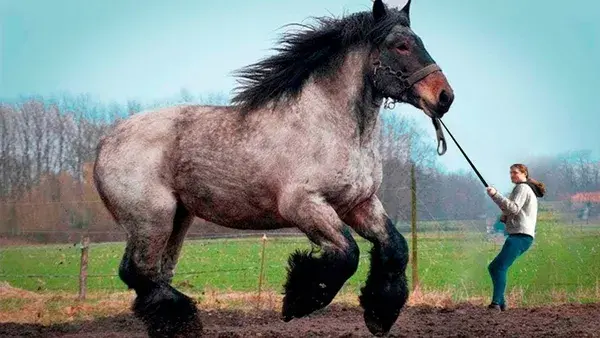 Look What the World's Largest Horse Is Capable of