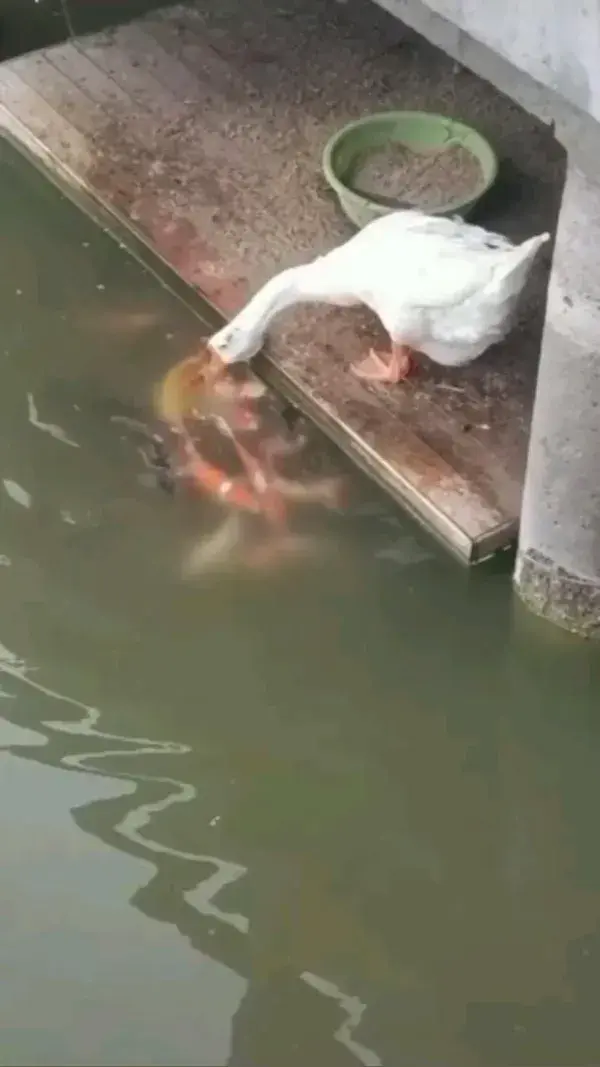 Duck Feeding Food looks like Mommy 👏👏 #duck#nature#fishes#underwater