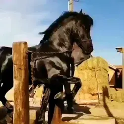 Treinamento de Cavalos.