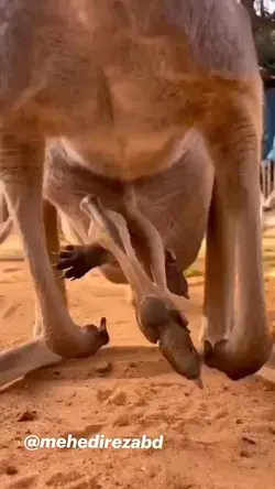 @mehedirezabd Baby kangaroo