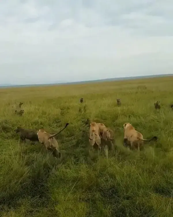 Lioness power, at Mara Olapa Camp, Kenya. The meaning of friendship