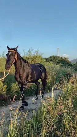 Elegant horse