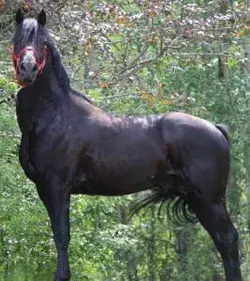horsecoqueto.blogspot.com