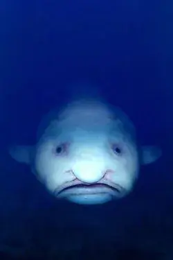 Blob fish