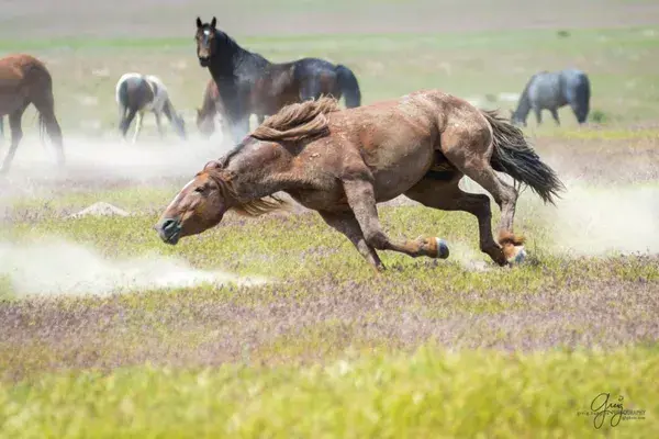 www.utahwildhorses.com