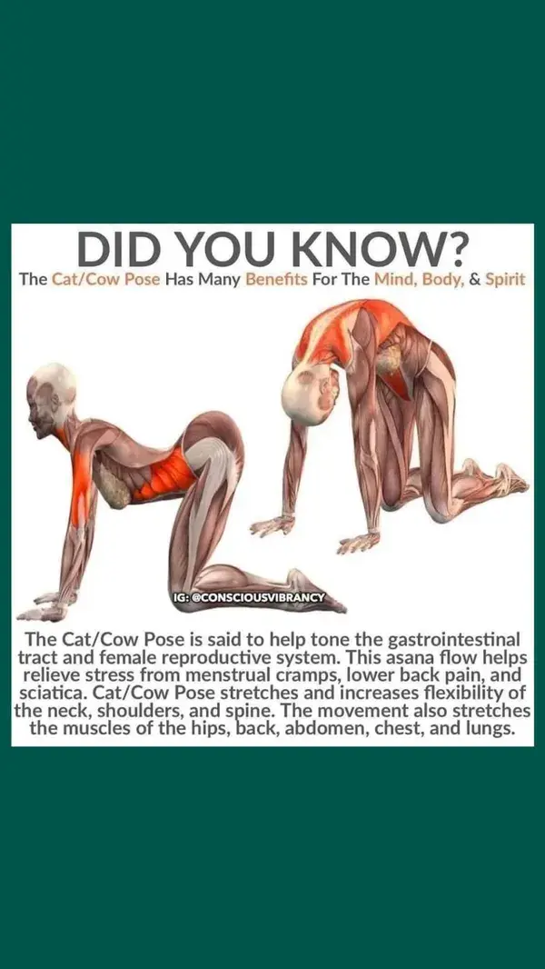 Did you know purpose of Cat/Cow Pose (Marjaryasana/Bitilasana)?🧘|Facts💯|Via-@consciousvibrancy