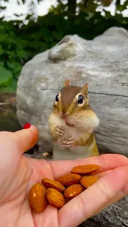 Cute #squirrel