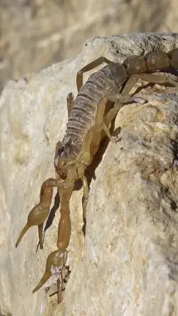 Os Escorpiões Criaturas Fascinantes e Repletas de Curiosidades!
