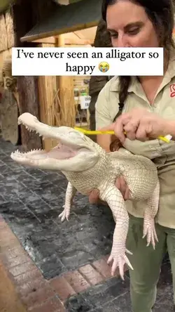 This alligator loves a scrub 🧼 🐊
