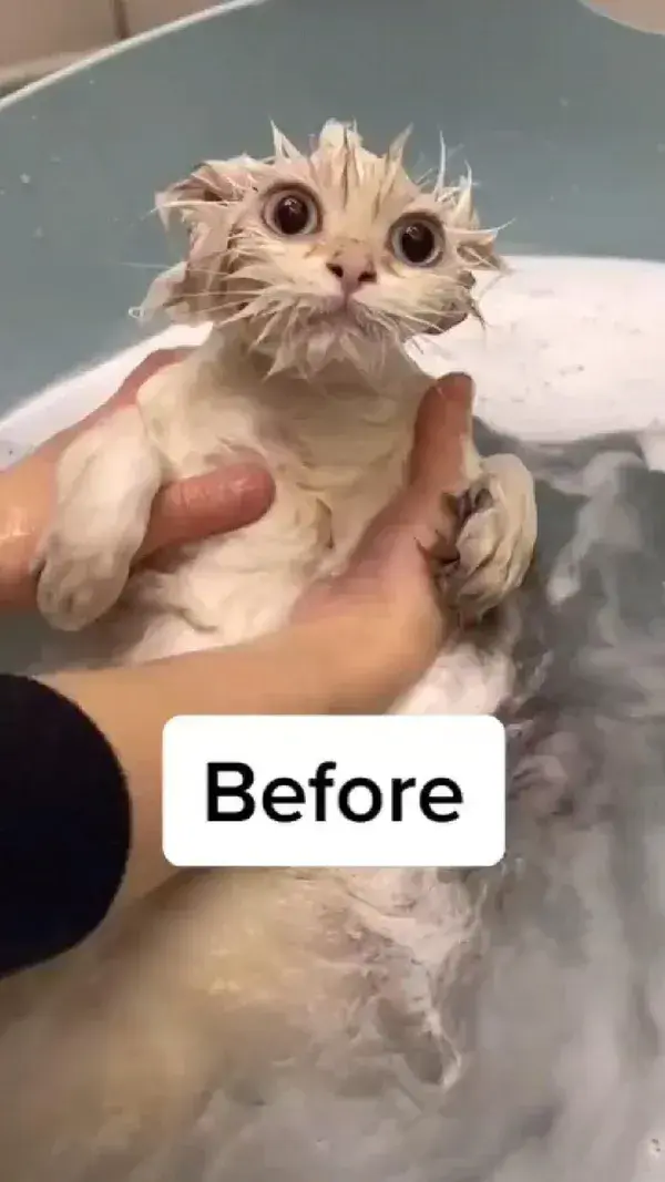 Cats After And Before Bathing