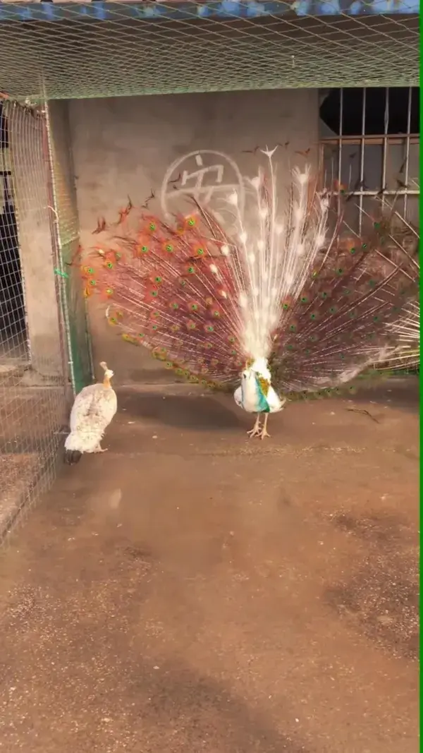 ❤️ I Love Peacocks 🦚  Do You?