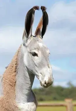 blog.donkeywhisperer.com