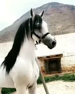 Cavalo árabe