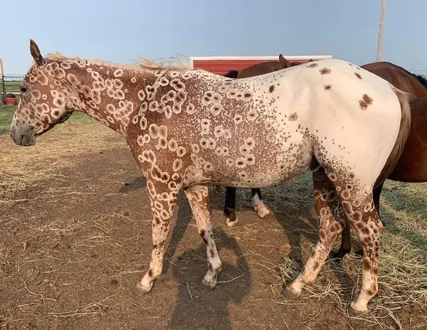 Appaloosa