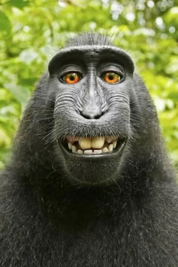 Monkey Selfie