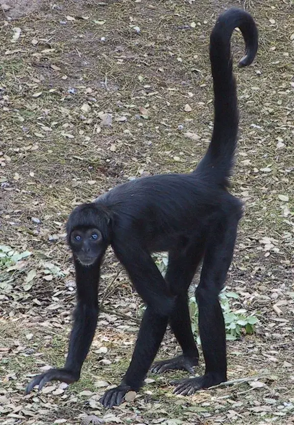 Marvel at Spider Monkey Beauty: Watch the Video for Engaging Facts - nature aesthetic animals tattoo