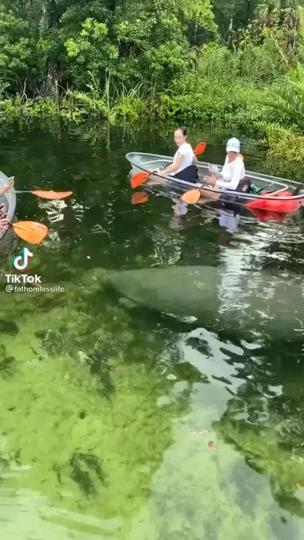 Manatees at Weeki Wachee Springs … #FLAdventureCoast #LoveFL #WeekiWachee