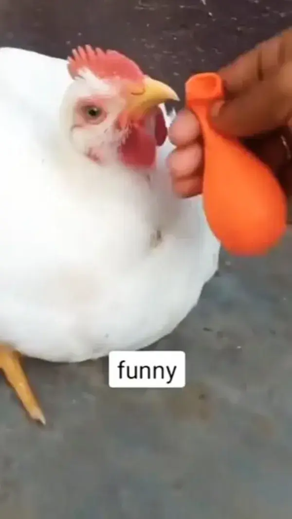 funny chickens