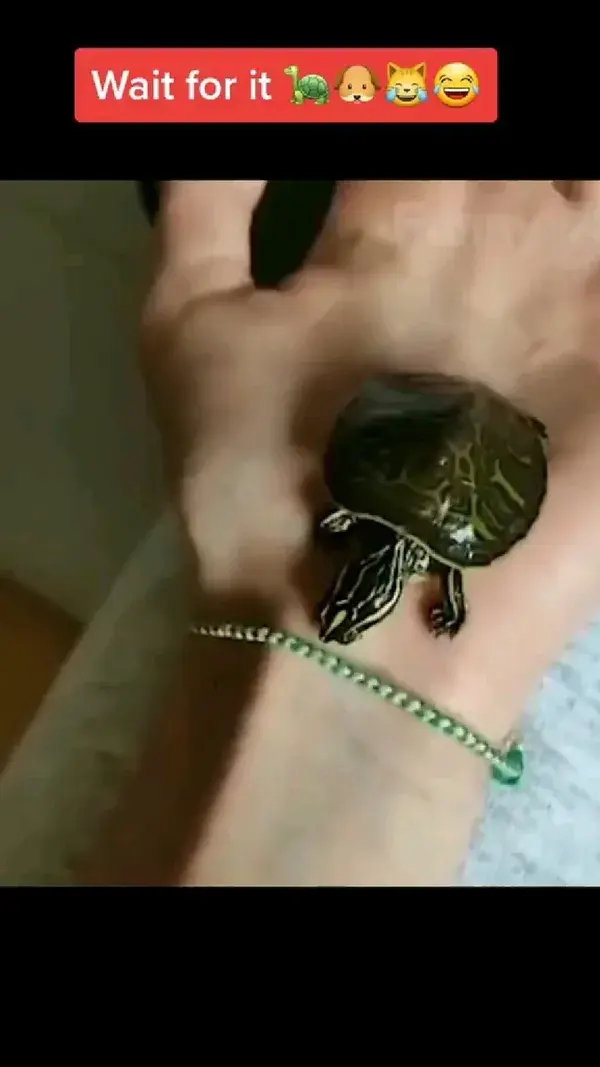 🐢