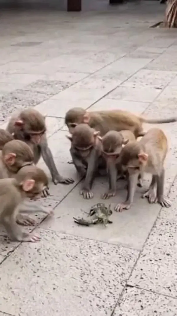 DIY, monkey toys, small primate, fun, easy. Small monkey nutrition, feed, furry friend. Cute,